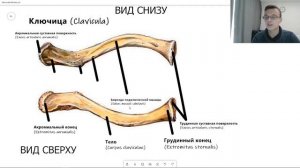 Анатомия КЛЮЧИЦЫ CLAVICULA на русском и латинском строение | Остеология