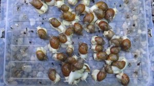 Дафния без дрожжей НОВЫЙ МЕТОД! DAPHNIA GROWING