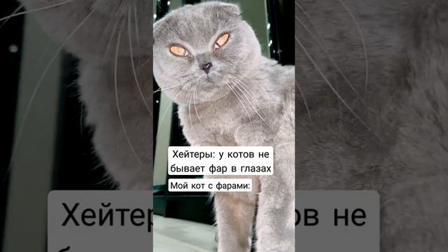 Смешной котик с фарами😅 #кот #фары #авто #животные