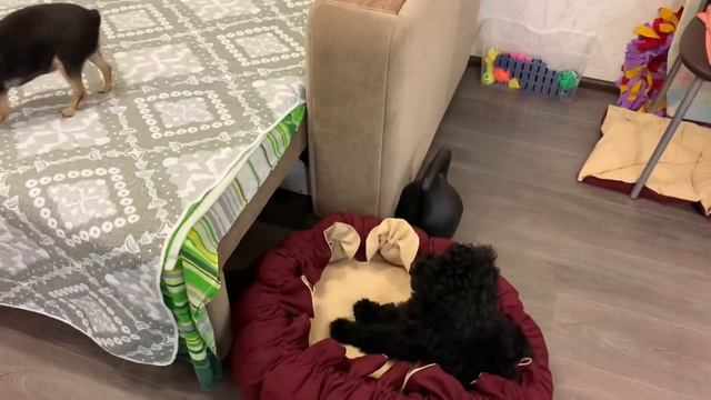 Пудель Блэкки/Социализация собаки/Новый 2021 год смотреть онлайн