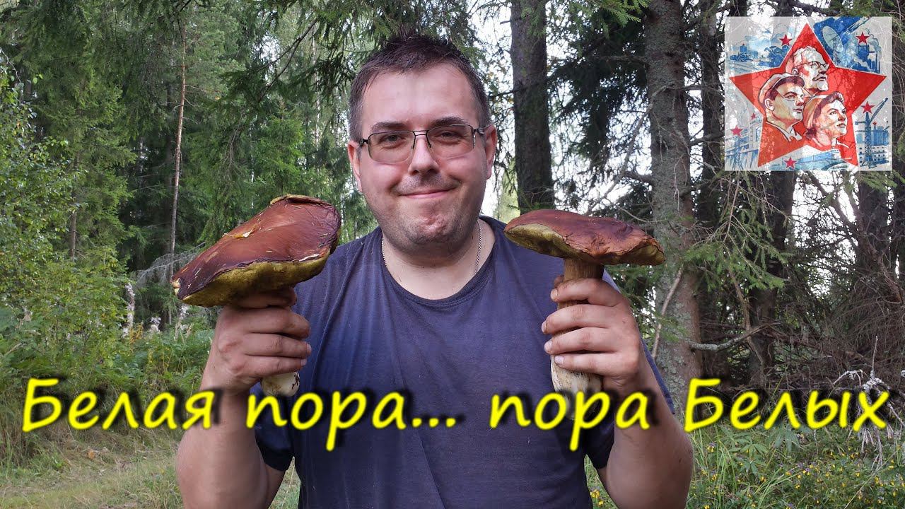 Белые грибы и подосиновики в ассортименте. Грибалка. Тихая охота. Архив 2016 смотреть онлайн