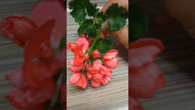 Обзор цветения тюльпановидной герани fringed patricia andrea смотреть онлайн