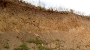 Выживание. Подножный корм. Норы стрижей