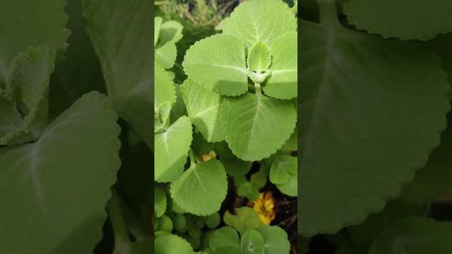 Plectranthus  amboinicus