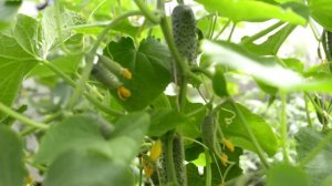 Огурцы мигом пойдут в рост и заплодоносят пучками. 2 капли и огурцы будете собирать вёдрами