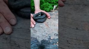 уж притворился мёртвым