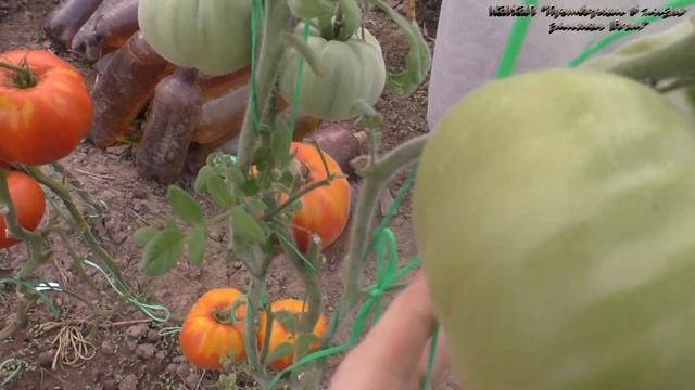 Что ценного стоит посадить в саду в средней полосе смотреть онлайн