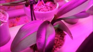 Какое освещение лучше для моих орхидей растить цветоносы))))