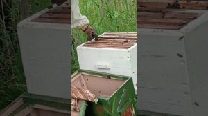 Пересаживаю первый рой 2024 года