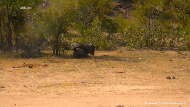 Дикая природа Африки Антилопа гну инвалид одиночка Где то спят львы Wildebeest lame and without her смотреть онлайн