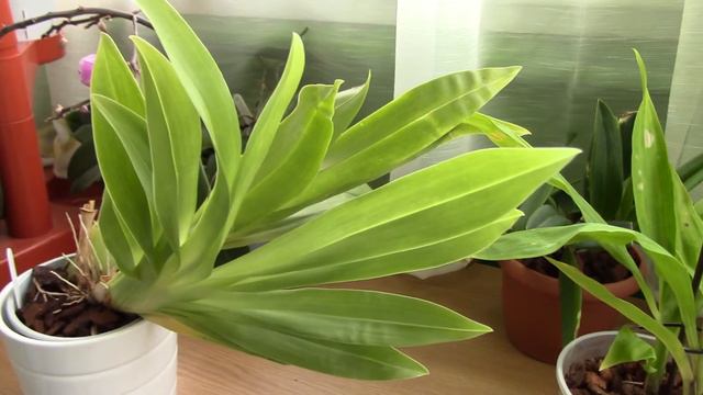 Miltoniopsis Orchids update - Let there be flower spikes!