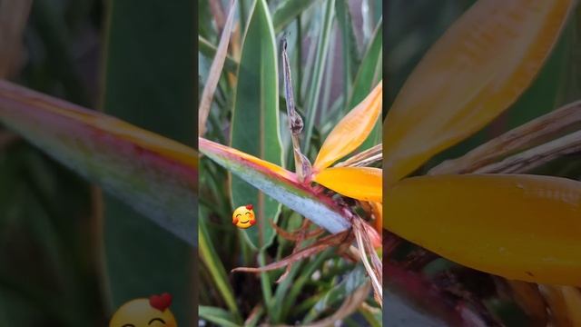 Strelitzia Reginae | Bird of Paradise flower ??????????