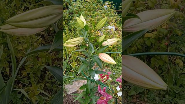 Цветы в Пушкино смотреть онлайн