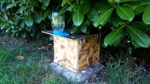 Шмели на домашнем участке. Альтернатива пчёлам - как приютить шмелей у себя дома. Содержание шмелей