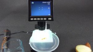 Микроскоп UM038 - тест, просмотр клетки и ядра луковой кожицы  цифровой микроскоп