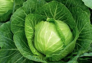 Выращивание капусты белокочанной и краснокочанной.Мои результаты 2021г