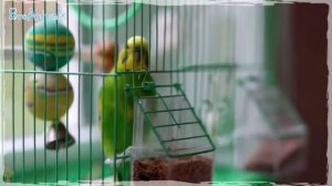ПРИКОЛЫ С ПОПУГАЯМИ, лучшие приколы - Подборка | Funny Parrots #625