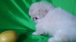 Белый щенок пекинеса 