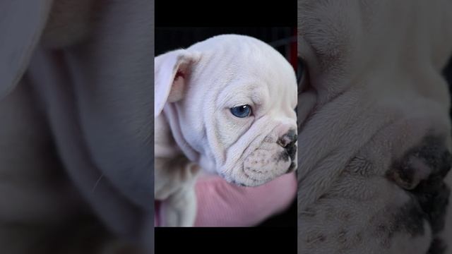 Собаки милашки