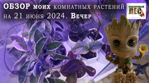 ОБЗОР моих КОМНАТНЫХ растений 21 июня 2024 года/СКАЗОЧНЫЙ ЛЕС  в квартире