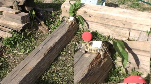 Побег моей черепахи из загона. смотреть онлайн