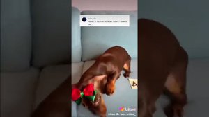 Чапик.