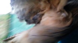 Филин Ёлка и слово из трех букв. Угу!