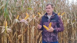 4 года успешного возделывания у гибрида кукурузы ДКС 3730 на полях Беларуси.