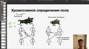 Хромосомное определение пола | Биология ЕГЭ