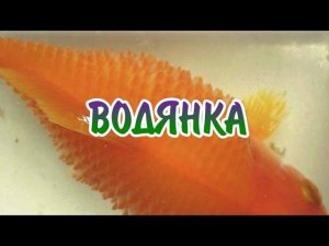 ВОДЯНКА. СИМПТОМЫ И ЛЕЧЕНИЕ