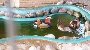 Утка-мандаринка красавица!  Beautiful duck