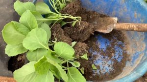 Посадка капусты на укрывной материал🥬🥦🥬. Добавки в лунку
Planting cabbage for covering material.