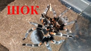 Ссаживаем самца и самку паука птицееда Brachypelma auratum. Tarantula