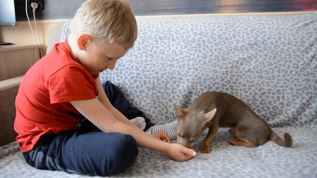 Дрессировка чихуахуа! Сама умная собака в мире! Chihuahua! смотреть онлайн