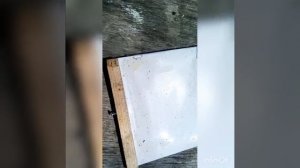 Испытание китайского спрея (муравьинка). Весенняя обработка пчёл от Варроатоза. Пакеты "узбечки".