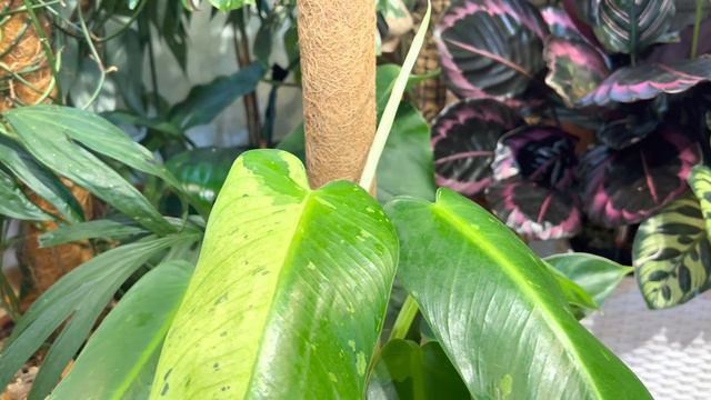 OPROWADZAM. POKAZUJE CZ.2 co pocięte , przesadzone.co nie rośnie a co szaleje 💚💪 смотреть онлайн