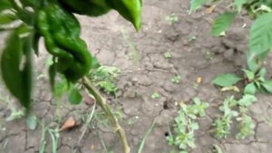 Nagalah - Сверх острый сорт перца