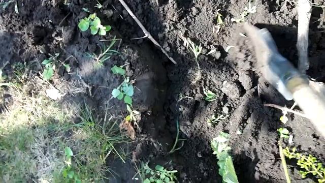 РАЗМНОЖЕНИЕ ВИНОГРАДА ОТВОДКОМ  #виноград. #Уходзавиноградом   Канал "Домострой.ру"