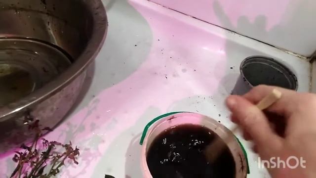 Погибает розочка! Как спасти? смотреть онлайн