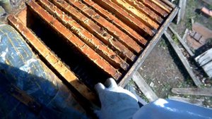 Чем лечить аскосфероз у пчёл.