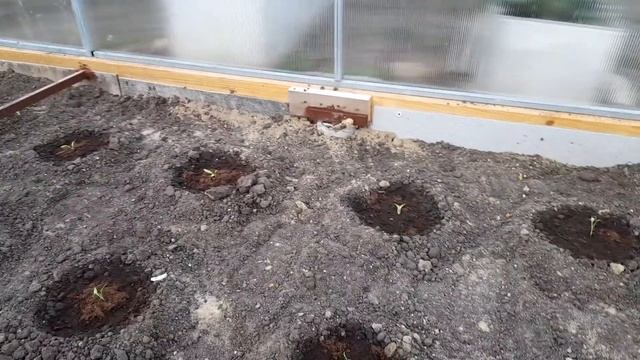 Высадка перцев халапеньо