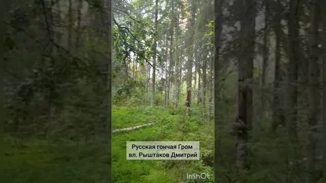 Русская гончая Гром вл. Рыштаков Дмитрий смотреть онлайн