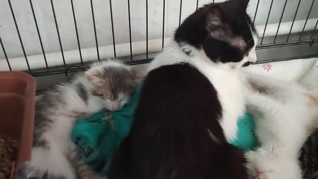 Сон котят в перерыве между играми смотреть онлайн