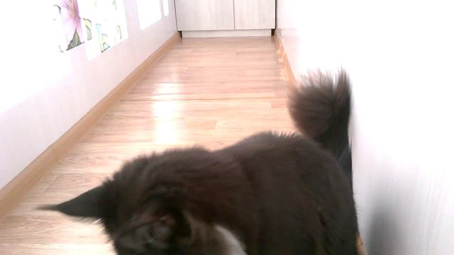 Мистер Усатик играет, мейн кунчик 8 мес. смотреть онлайн