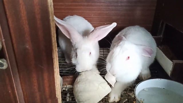 Какая порода кроликов? Какой возраст ? смотреть онлайн