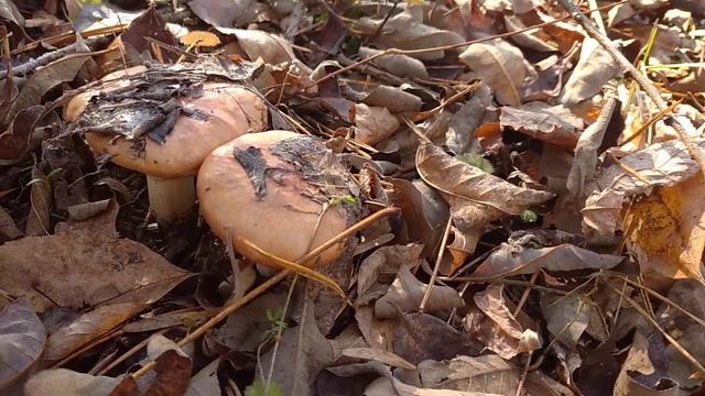 УРА МАСЛЯТА!!! Слобожанщина?? смотреть онлайн