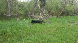 Блэк (немецкая овчарка) развлекается - скачет по воде