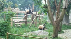Большие панды - город Ченду, Китай