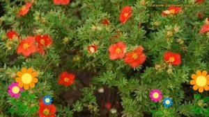 Лапчатка кустарниковая Мэрион Ред Робин. Краткий обзор potentilla fruticosa Marian Red Robin'