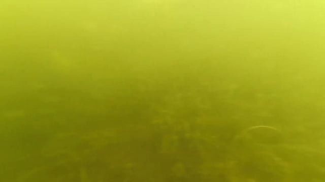 Рыбалка с лодки на озере.ПОДВОДНЫЕ СЪЁМКИ.Спиннинг и поплавочная удочка. смотреть онлайн